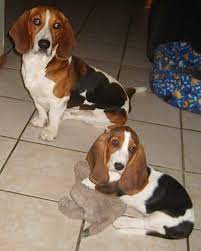 Basset Hound Dog Breed Information And Pictures
