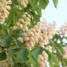 Image result for Hippocratea parviflora