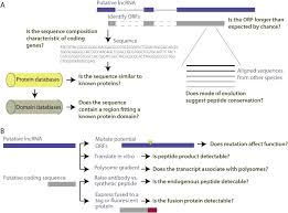 Methods For Distinguishing Between Protein Coding And Long Noncoding Rnas And The Elusive Biological Purpose Of Translation Of Long Noncoding Rnas Sciencedirect