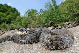 Ular anaconda terbesar di dunia makan manusia. 5 Fakta Anakonda Ular Terbesar Yang Jago Berenang