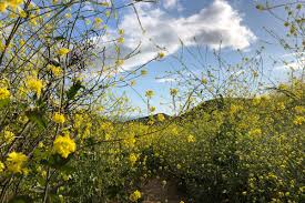 In early summer, small, fragrant, white flowers occur in terminal arching racemes. Super Bloom Brings Evil Yellow Mustard Flowers Curbed La