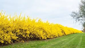Lynwood Gold Forsythia Shrub Fast Growing Trees Forsythia Landscape