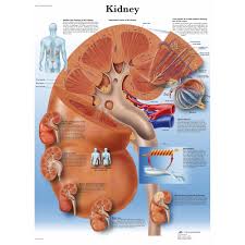 Kidney Chart