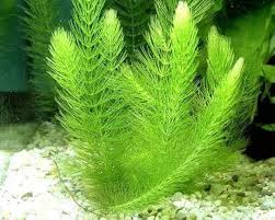 Image result for Ceratophyllum muricatum