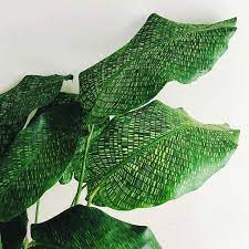 Calathea Musaica Plant Rare Houseplant Buy 2 Get 1 Free Pretty Plants Plants House Plants
