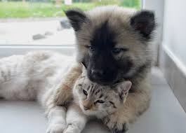 We did not find results for: Look A Cuddling Cat And Dog Presto Dog