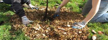 Pic hide this posting restore restore this posting. Mulching Your Tree Trees Seattle Gov