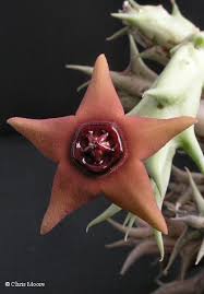 Image result for Orbea lugardii