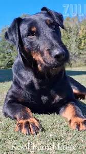 Image result for jagdteriér