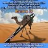 Easier for a camel to go through the eye of a needle. 1