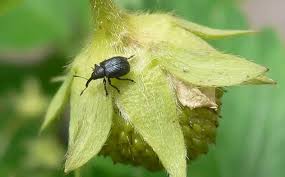 Image result for květopas jahodníkový