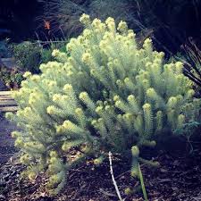 Image result for Phylica