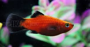 Gambar Ikan Platy Di 2020 Ikan Jenis Aquarium