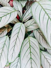 Image result for calathea