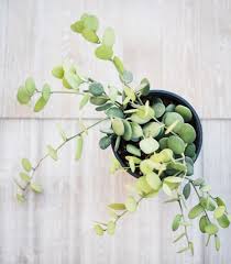 Image result for Xerosicyos