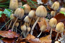 Image result for Coprinus micaceus