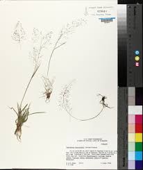 Image result for Sporobolus tenuissimus