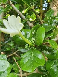 Image result for Gardenia volkensii