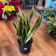 Image result for Vahadenia laurentii