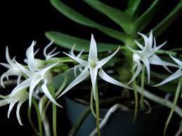 Image result for Cyrtorchis arcuata