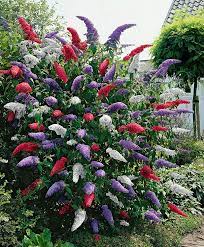 Buddleia Butterfly Bush Mixed Trees And Shrubs From Bakker Spalding Garden Company Plants Trees To Plant Flowers