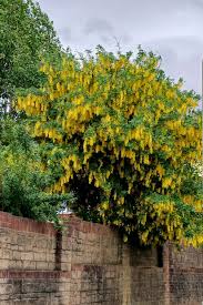 Image result for Laburnum