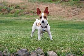 Rat Terrier Life Span Pet Ponder
