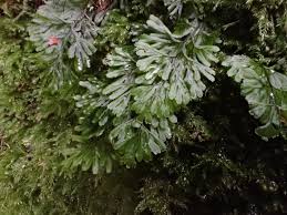 Image result for Hymenophyllum tunbridgense