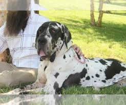 These listing are broken down by state with details on specific towns, websites, and contact info. Great Dane Verified Dog Breeders Near Louisville Kentucky Usa Page 1 10 Per Page Puppyfinder Com