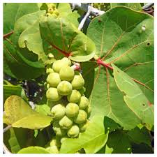 Image result for Coccoloba