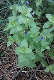 Image result for Anagallis barbata