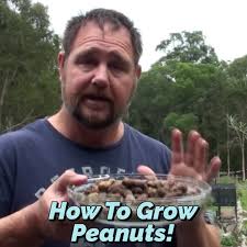 How To Grow Peanuts In Your Home Garden 🥜