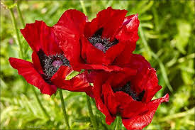 Mohn Im Garten Flowers Animals And Pets Plants