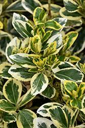 Euonymus suit most soil types, the evergreens are very reliable ground cover plants. Chollipo Euonymus Euonymus Japonicus Chollipo In Issaquah Seattle Bellevue Redmond Renton Sammamish Washington Wa At Squak Mountain Nursery