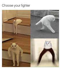 Twitter user @aliahgeyes tweeted this coughing cat the other day and i can honestly not stop thinking about it. 32 Cat Pants Ideas Cats Crazy Cats Funny Cats