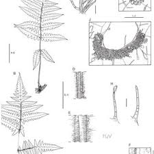 Image result for Blotiella bouxiniana