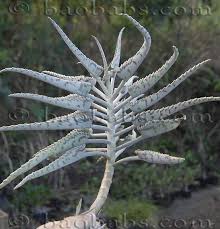 Image result for Kalanchoe daigremontiana