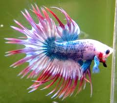 When your betta starts tail biting it's not uncommon for you to notice he's losing large amounts of his tail in a small amount of time. Betta Chocolates Fish Care