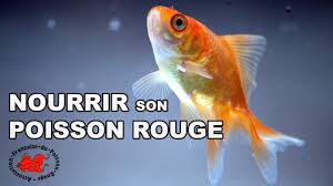Alimentation Du Poisson Rouge Bien Nourrir Vos Poissons Rouges