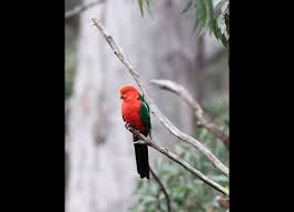 How to attract rare birds to your garden. Birds In Sydney Nsw Environment Energy And Science