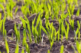 We did not find results for: How To Fertilize New Grass Seed For Lawns In Kansas City