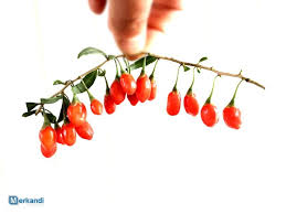 J investig allergol clin immunol. Der Gesundheitskrieger Frisch Goji Berry Lycium Barbarum Nahrungsmittel Das Offizielle Archiv Merkandi Merkandi De Merkandi B2b