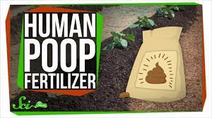 In general, the way we manage wastewater is by from there, we make sure it's safe to release into a stream or a lake or other kind of water body. What Happens If You Use Your Feces As Fertilizer Youtube