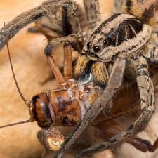 But spiders have predators too! What Do House Spiders Eat Types Of Spiders And Their Diet