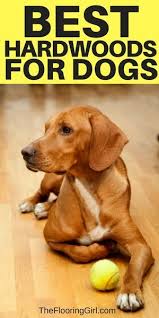 Best Hardwood Flooring For Dogs Hardwood Pet Friendly Flooring Hardwood Floor Colors
