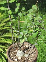 Image result for Fockea angustifolia