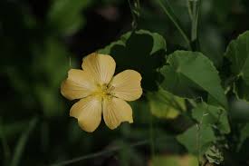 Image result for Abutilon sonneratianum