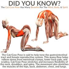 Health Fitness Motivation On Instagram Did You Know Follow Ketolife Healthy For Daily Amazing Health Cat Cow Pose Cow Pose Easy Yoga Workouts