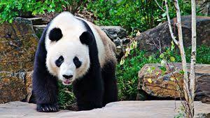 Customize your desktop, mobile phone and tablet with our wide variety of cool. Panda Full Hd Hdtv Fhd 1080p Wallpapers Hd Desktop Backgrounds 1920x1080 Images And Pictures