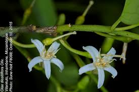 Image result for Olacaceae